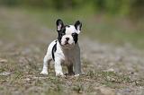 BOULEDOGUE FRANCAIS 403